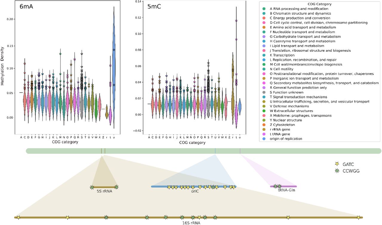 Decoding bacterial methylomes in four public health-relevant microbial species: Nanopore sequencing enables reproducible analysis of DNA modifications